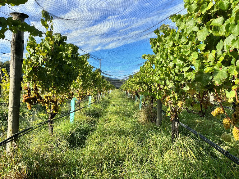 買付隊が惚れ込んだ!自然と共存するナチュラルワイン「テ・マニア」