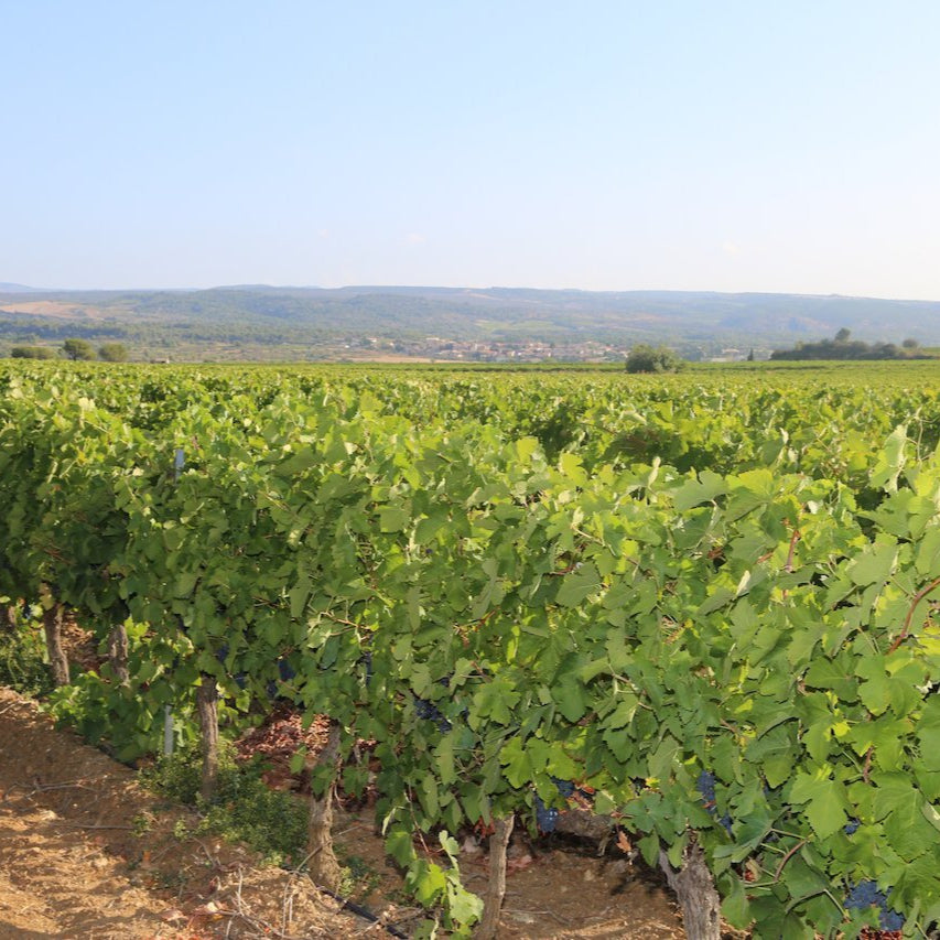 フランス ドメーヌ・ド・グールガゾー