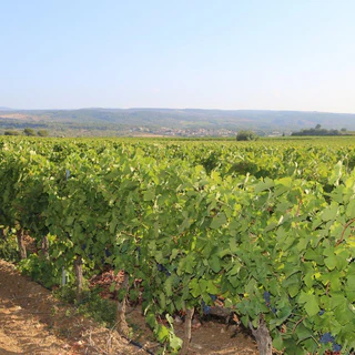 フランス ドメーヌ・ド・グールガゾー