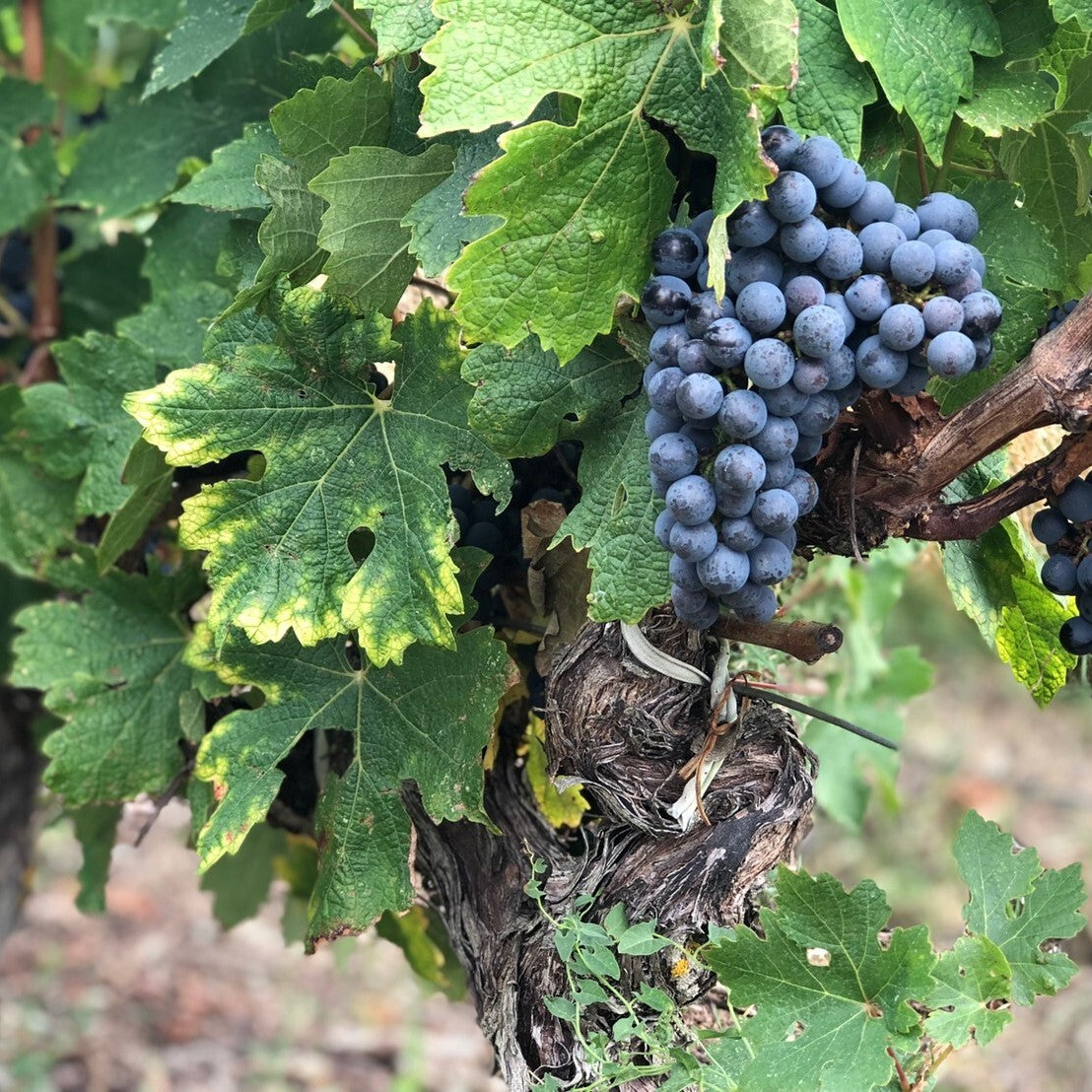 ユニメドック シンプリー・メドック