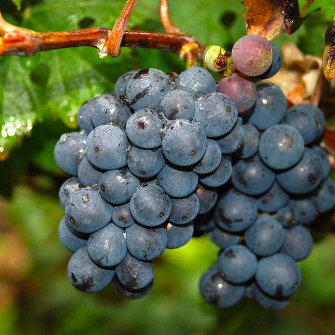 フランス モンマルト