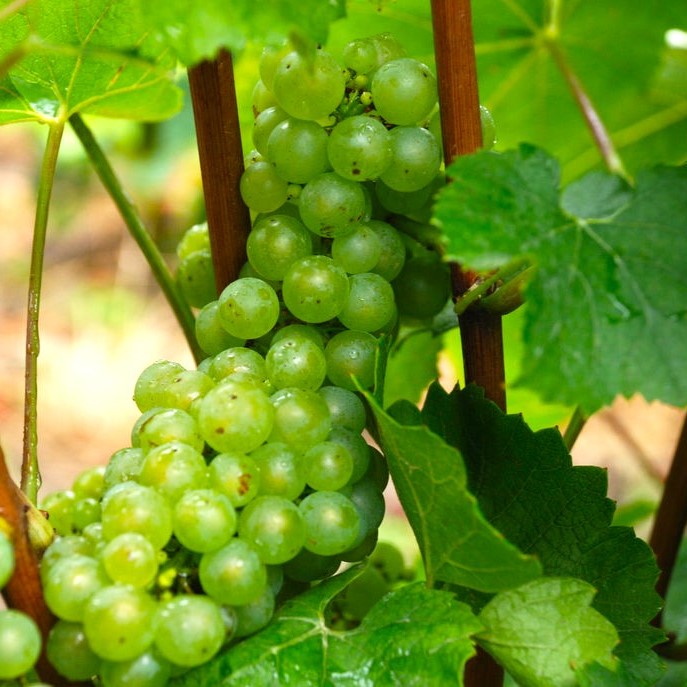 フランス モンマルト