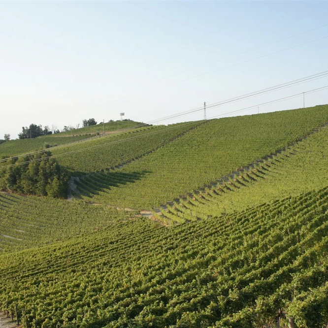 イタリア マンフレディ