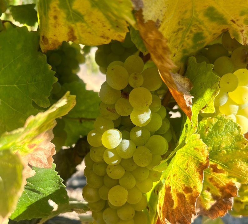 バーネット・ヴィンヤード シャルドネ サンジャコモ・ヴィンヤード カーネロス 2022【要クール便】