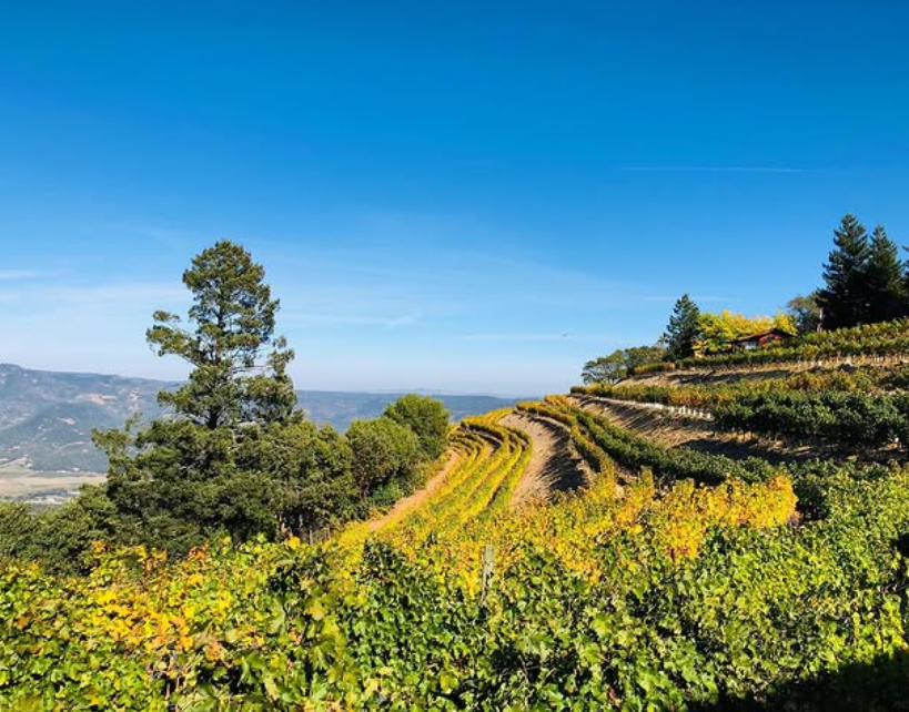 バーネット・ヴィンヤード シャルドネ サンジャコモ・ヴィンヤード カーネロス 2022【要クール便】