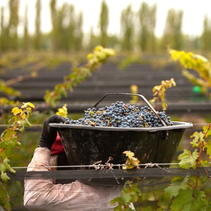 アルゼンチン パチェコ・ペレダ