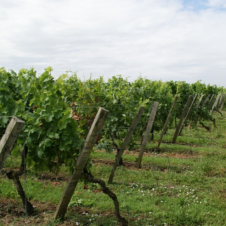 フランス シャトー・ド・レイニャック