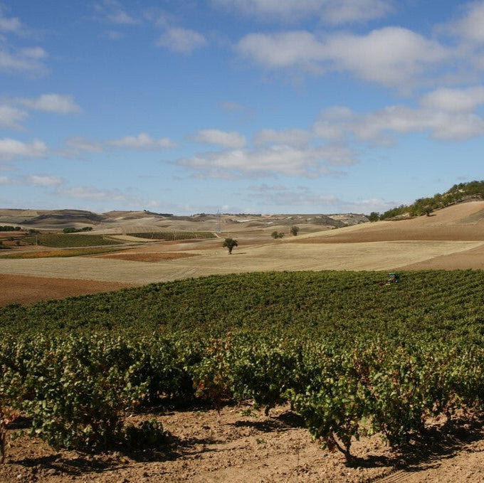 スペイン ボデガス・バルバス