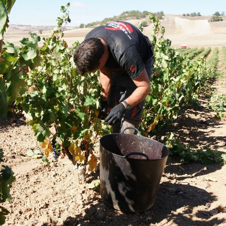 スペイン ボデガス・バルバス