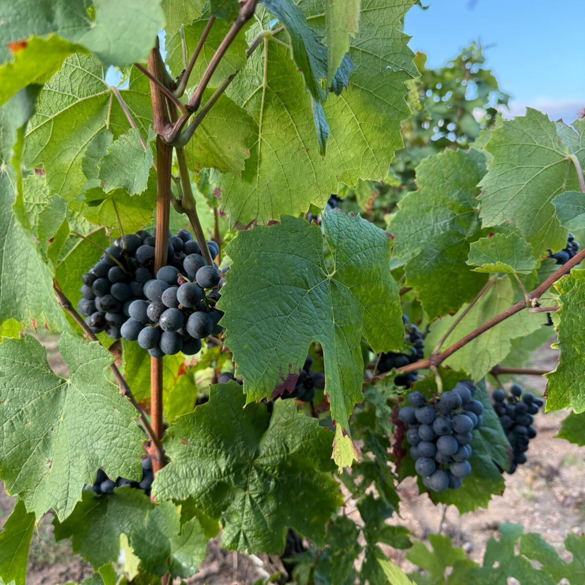 フランス ドメーヌ・デュ・ペール・ギヨ