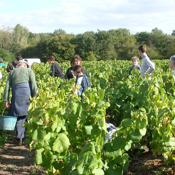 ドメーヌ・ド・ラ・キラ・ミュスカデ・シュール・リー