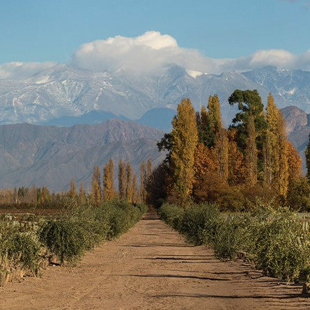 アルゼンチン パチェコ・ペレダ