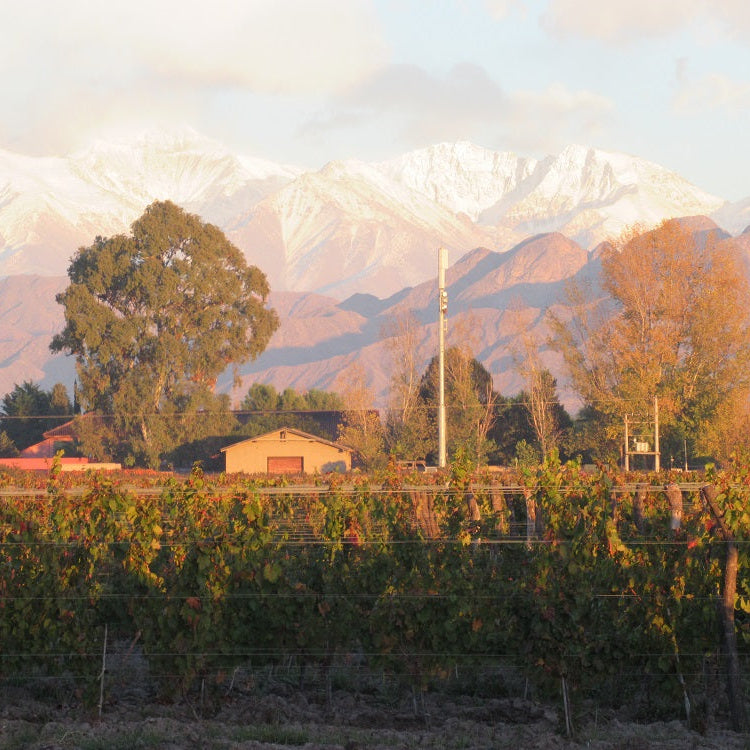 アルゼンチン カルロス・プレンタ・ワインズ