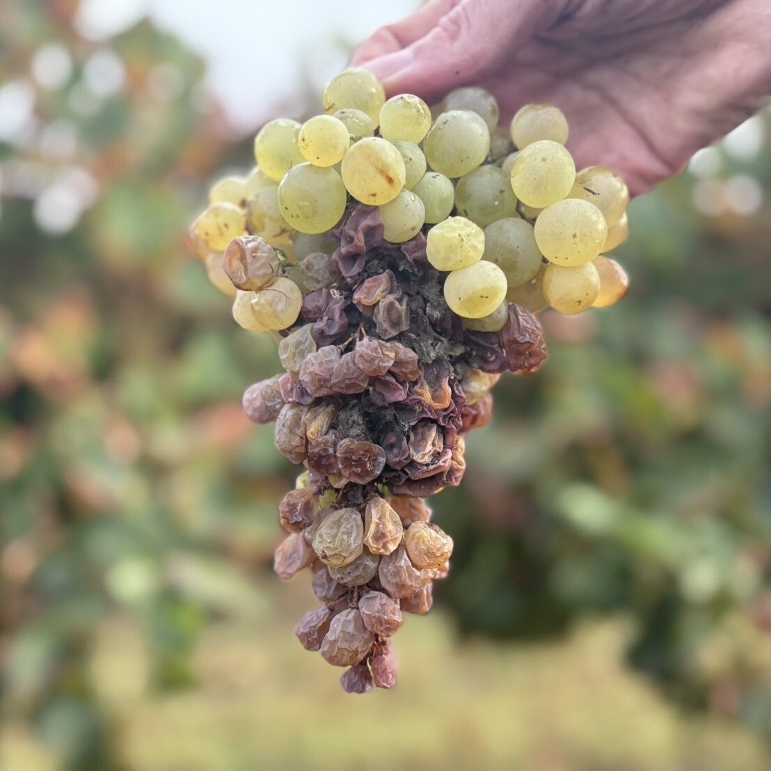 オーストラリア カラブリア・ファミリー・ワインズ