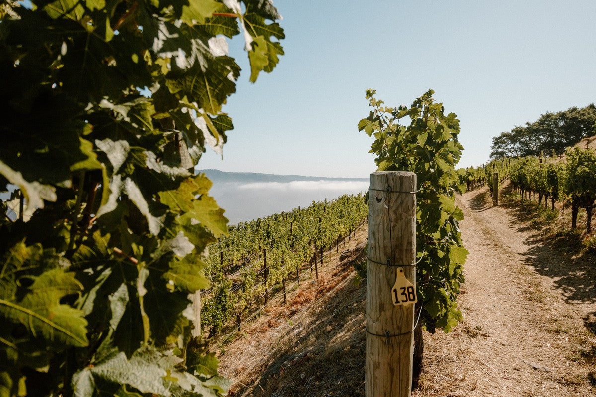 アメリカ ウォーターストーン・ワイナリー