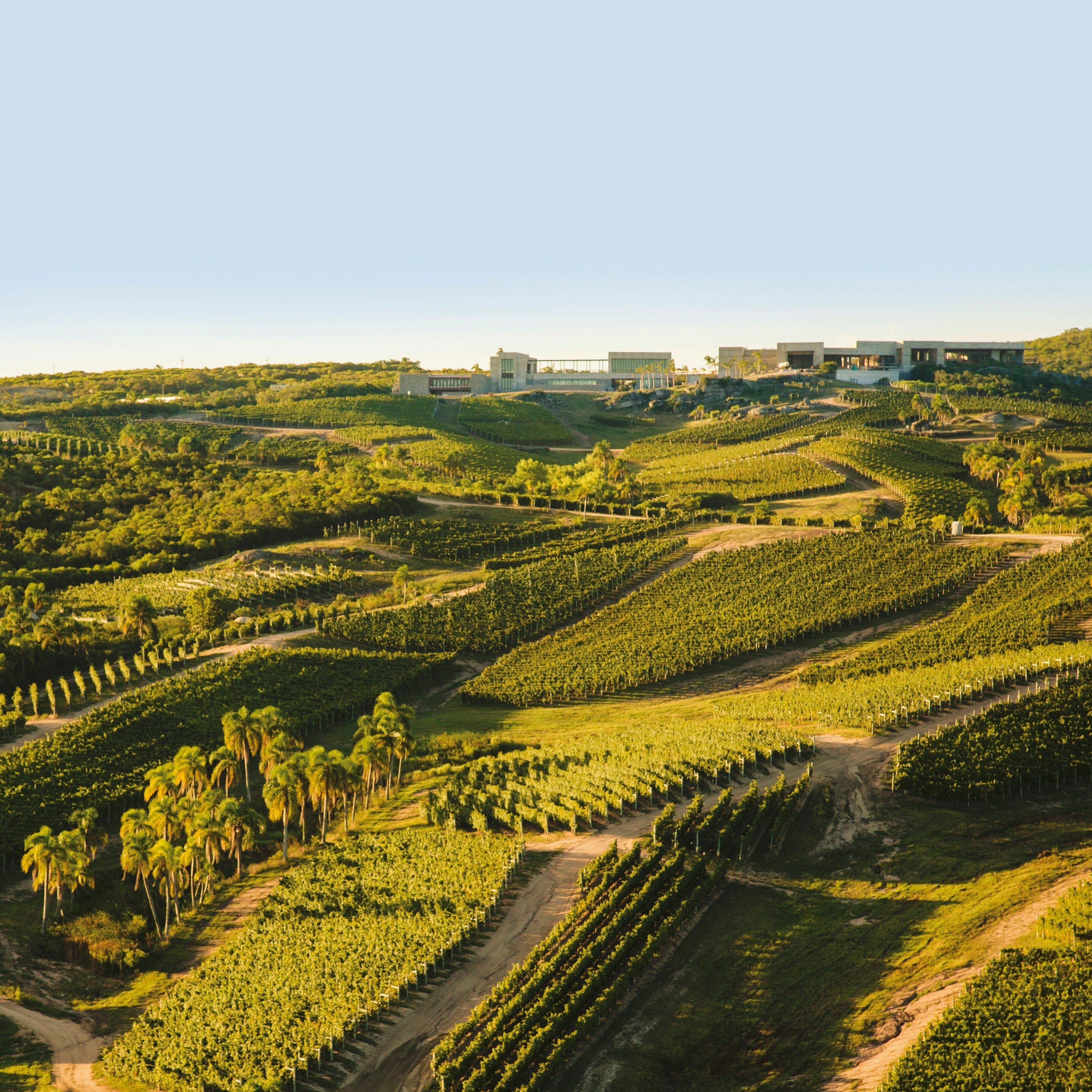 ウルグアイ ボデガ・ガルソン ワイン