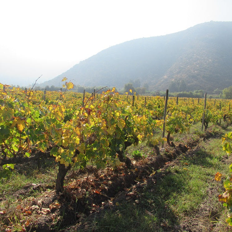 チリ テラ・マター