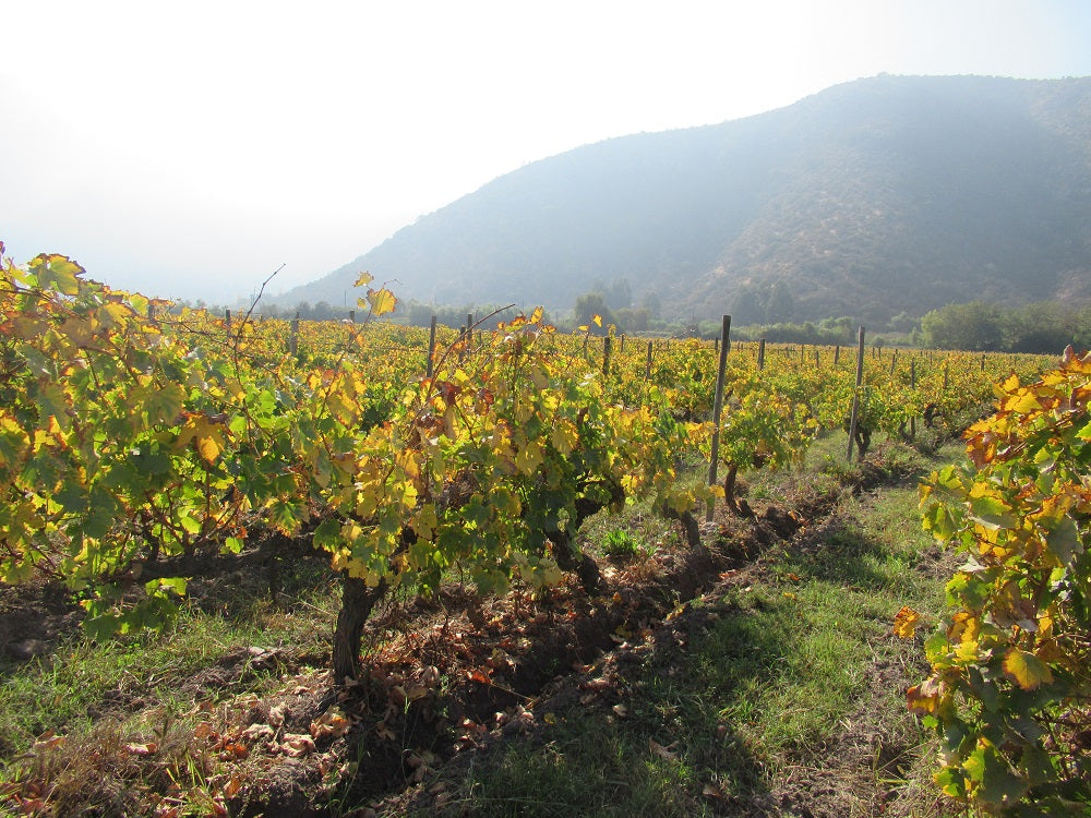 アルタム シラーズ