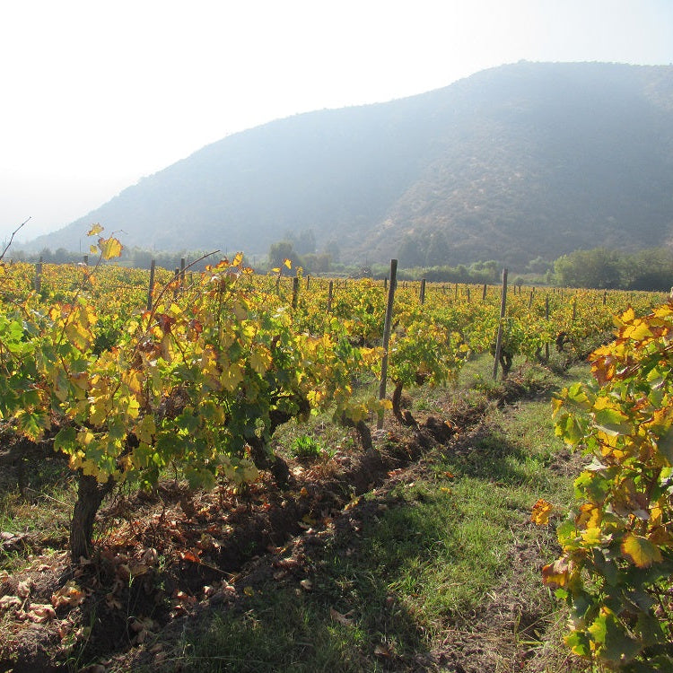 チリ テラ・マター