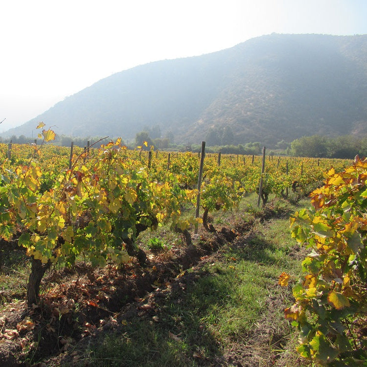 チリ テラ・マター