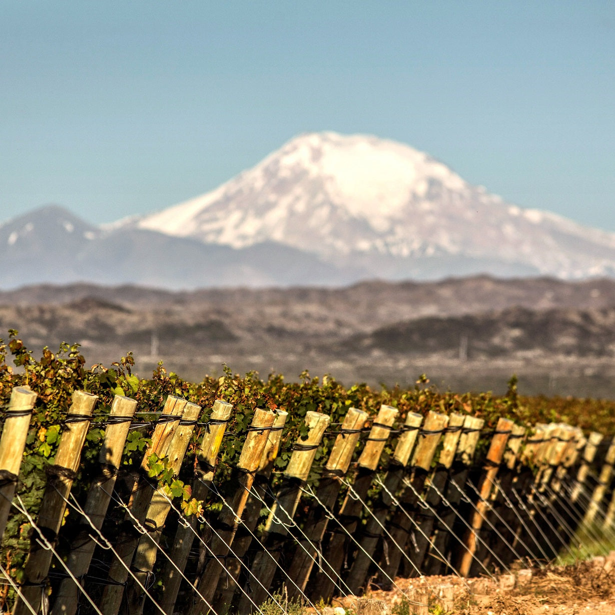 アルゼンチン パチェコ・ペレダ