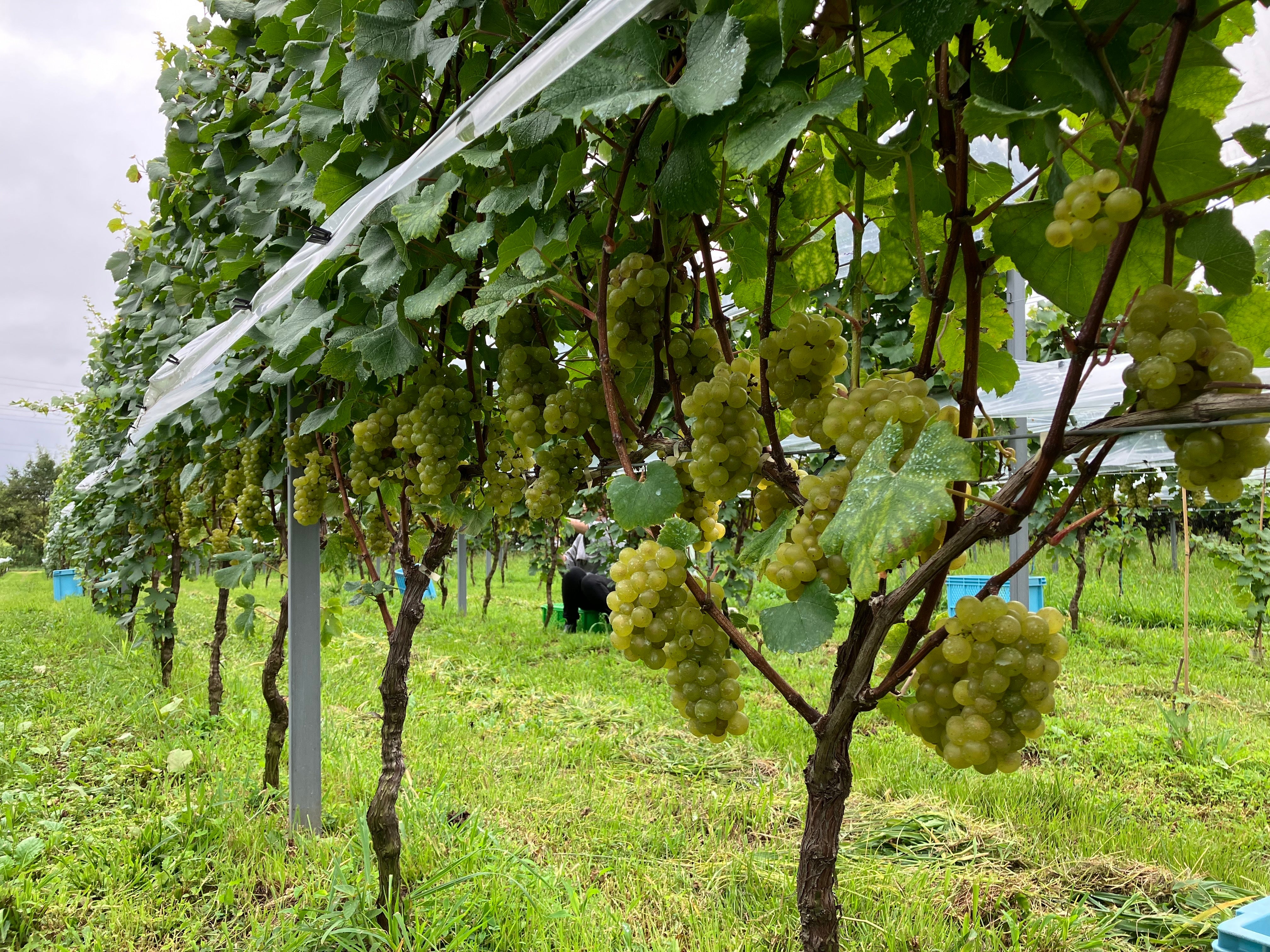 【ご予約】静岡 シャルドネ ヌーヴォー 2025【2025年11月20日以降お届け予定】