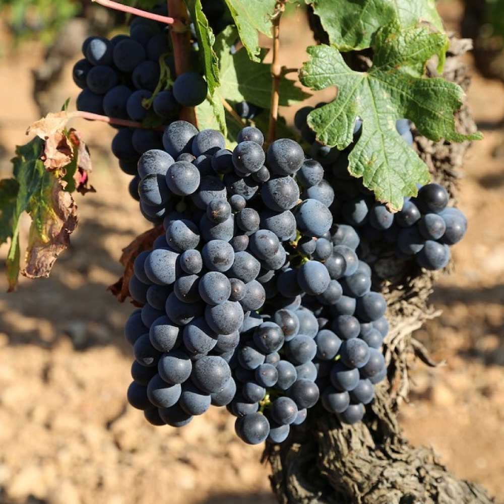 フランス シャトー・レゾリュー