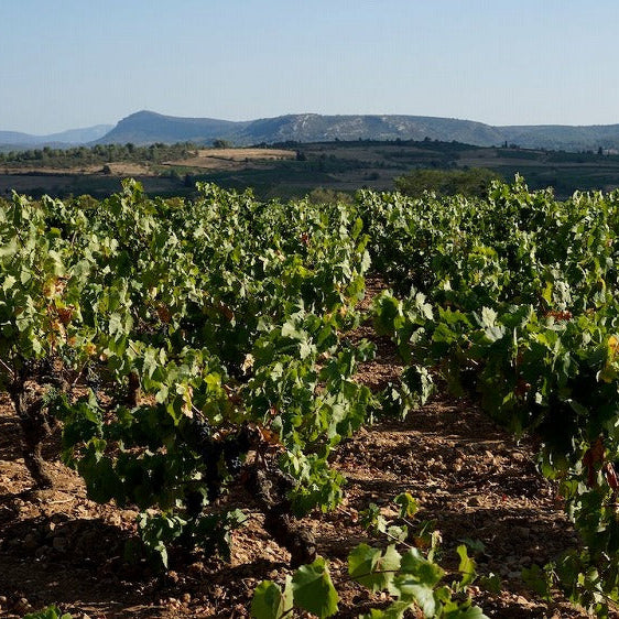 フランス シャトー・レゾリュー