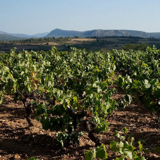 フランス シャトー・レゾリュー