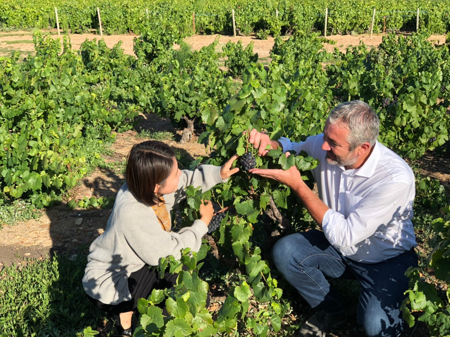 フランス ドメーヌ・デュ・ペール・ギヨ