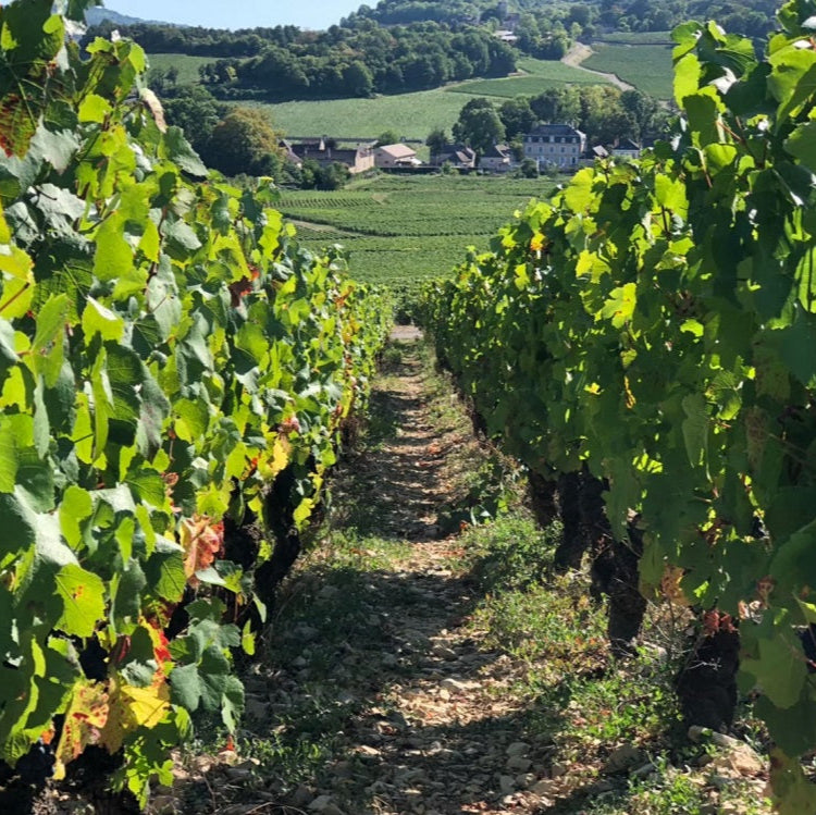 フランス メゾン・トラミエ