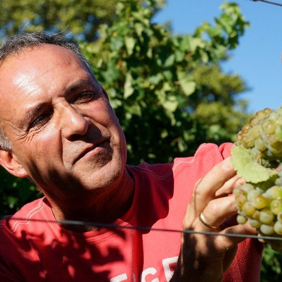 チリ プンティ・フェレール