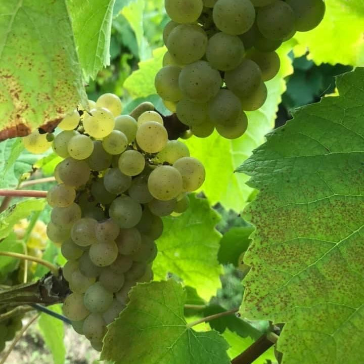 ドメーヌ・ド・ラ・キラ・ミュスカデ・シュール・リー