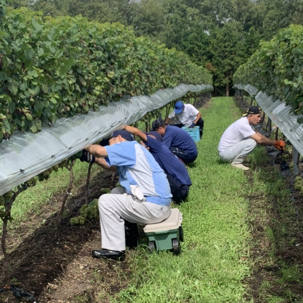 【ご予約】静岡 シャルドネ ヌーヴォー 2025【2025年11月20日以降お届け予定】