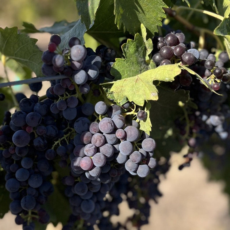 アルタナート マルベック