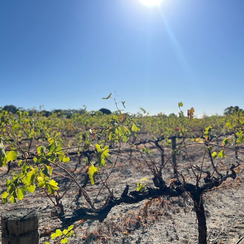 オーストラリア カラブリア・ファミリー・ワインズ