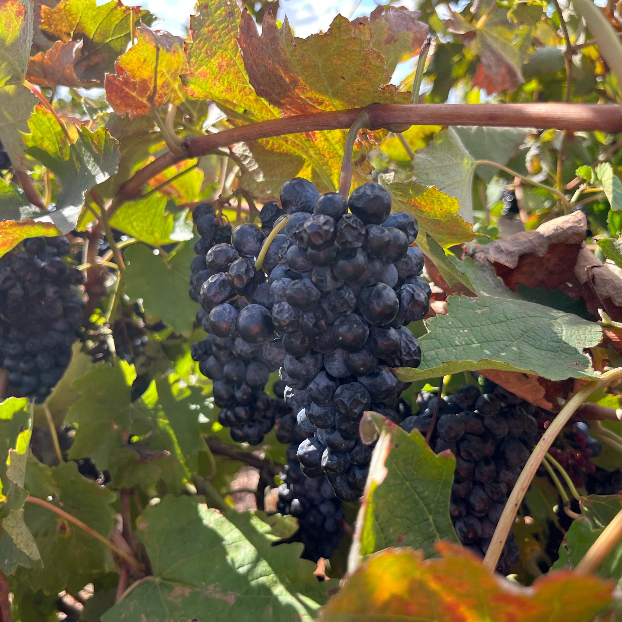 デュリフが実っている様子