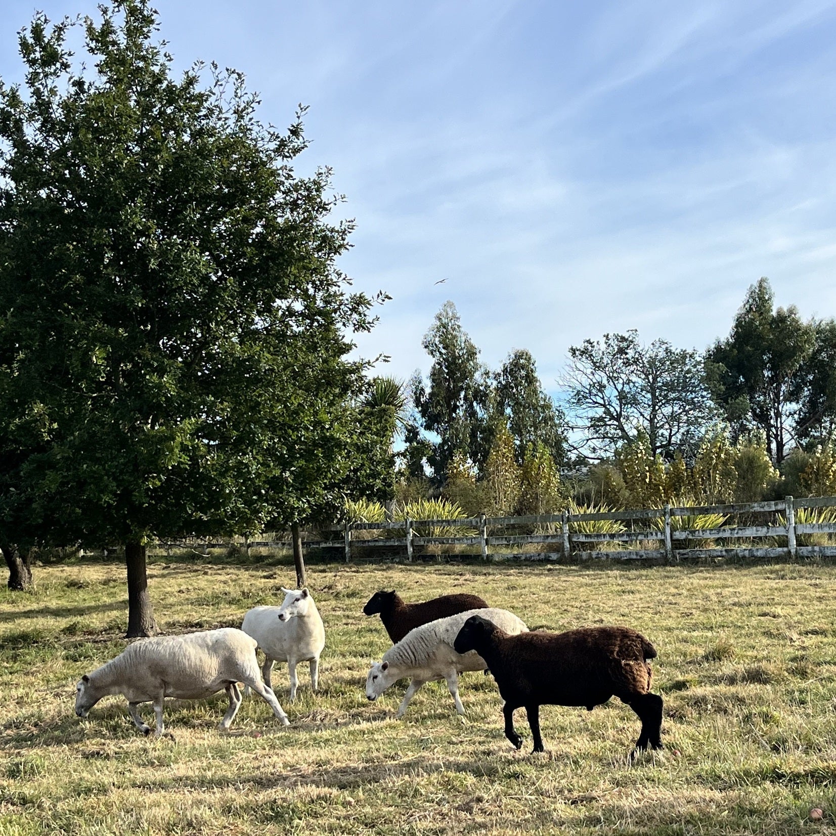 テ マニア シラー