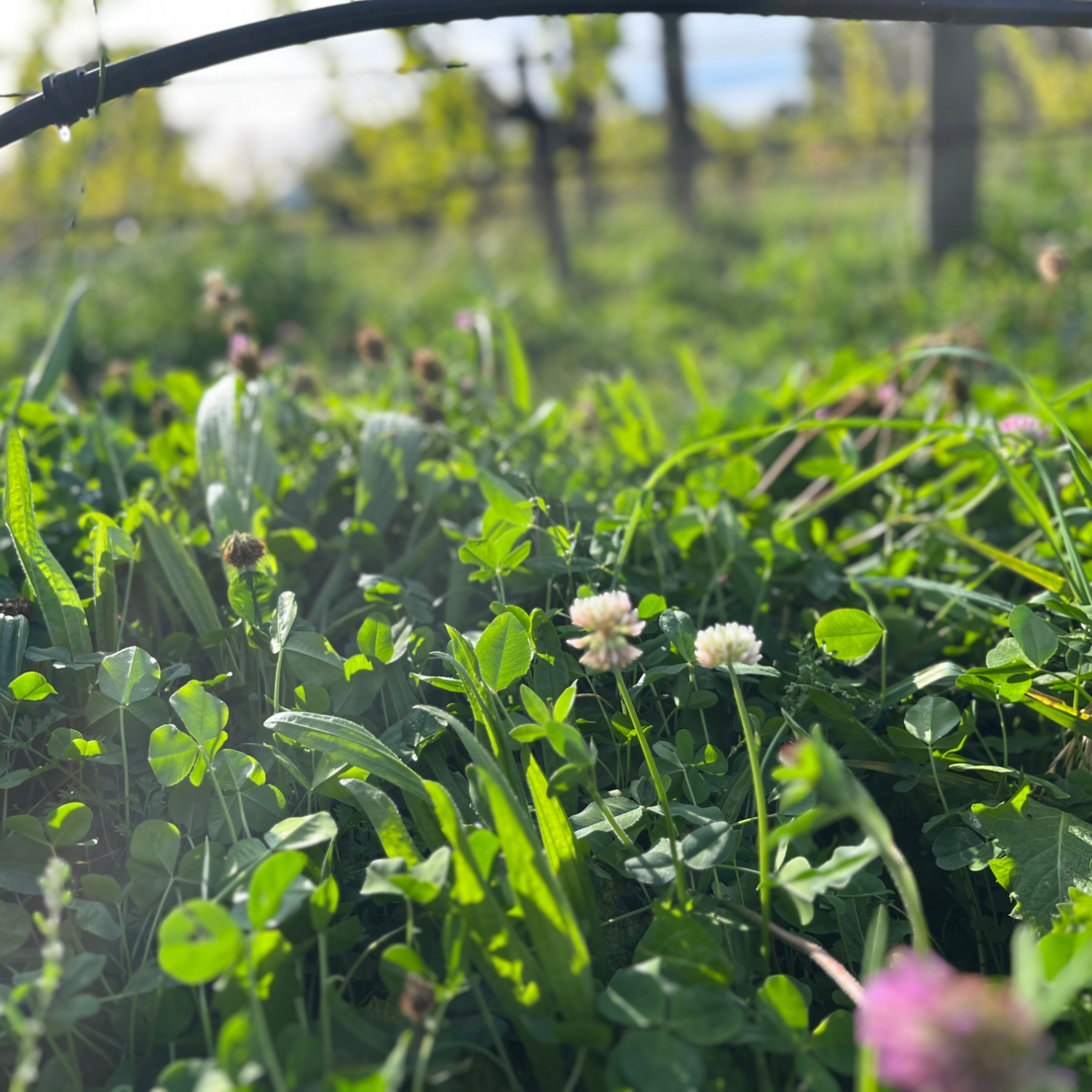 テ・マニア ソーヴィニヨン・ブラン