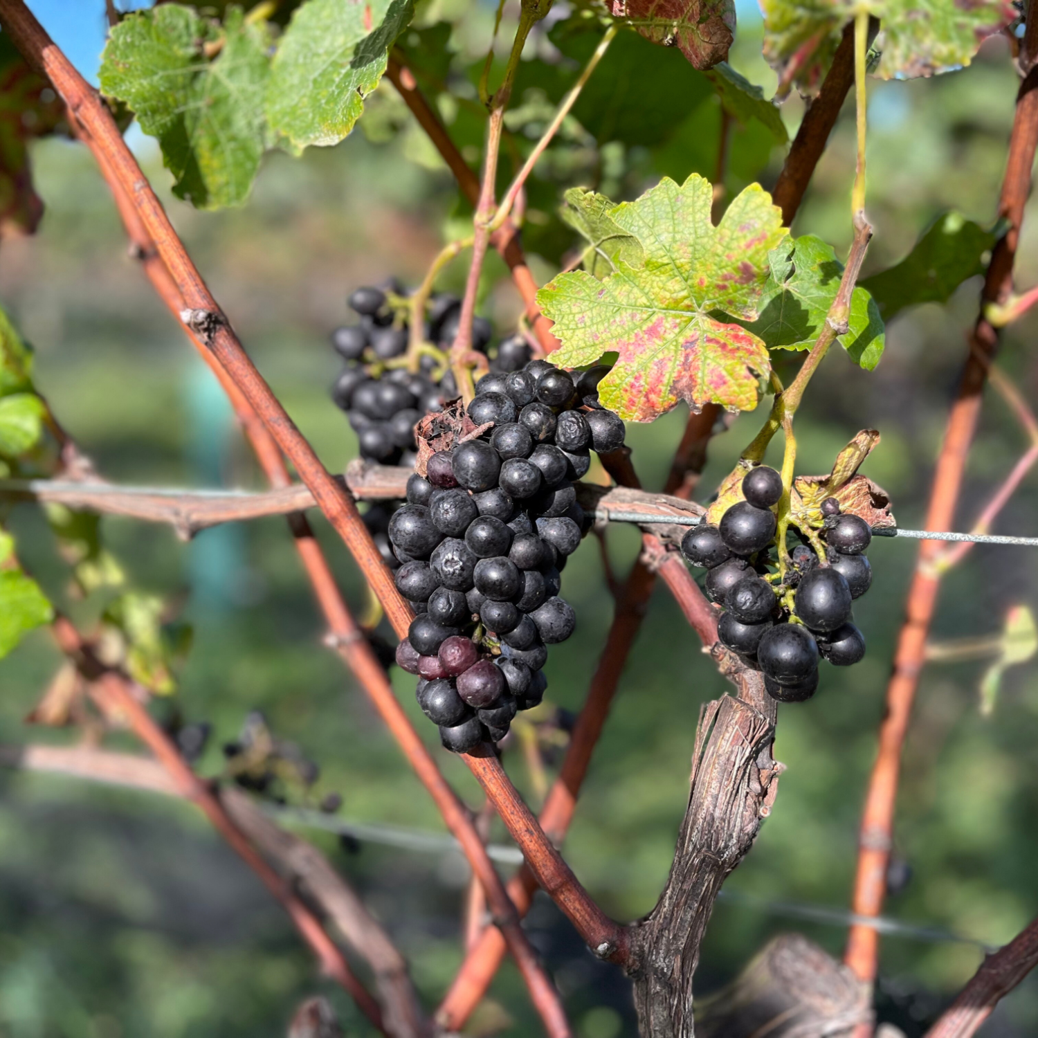 テ・マニア ソーヴィニヨン・ブラン