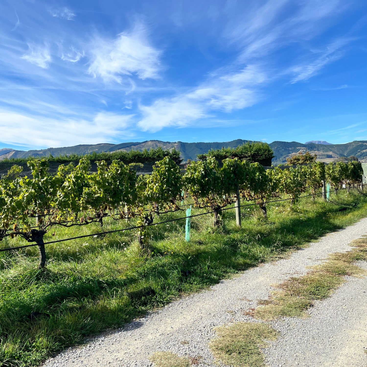 テ・マニア ロゼ