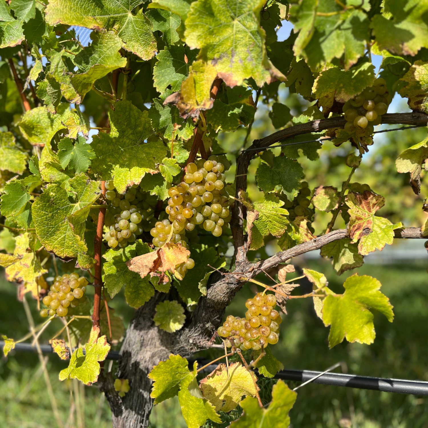 テ・マニア リースリング