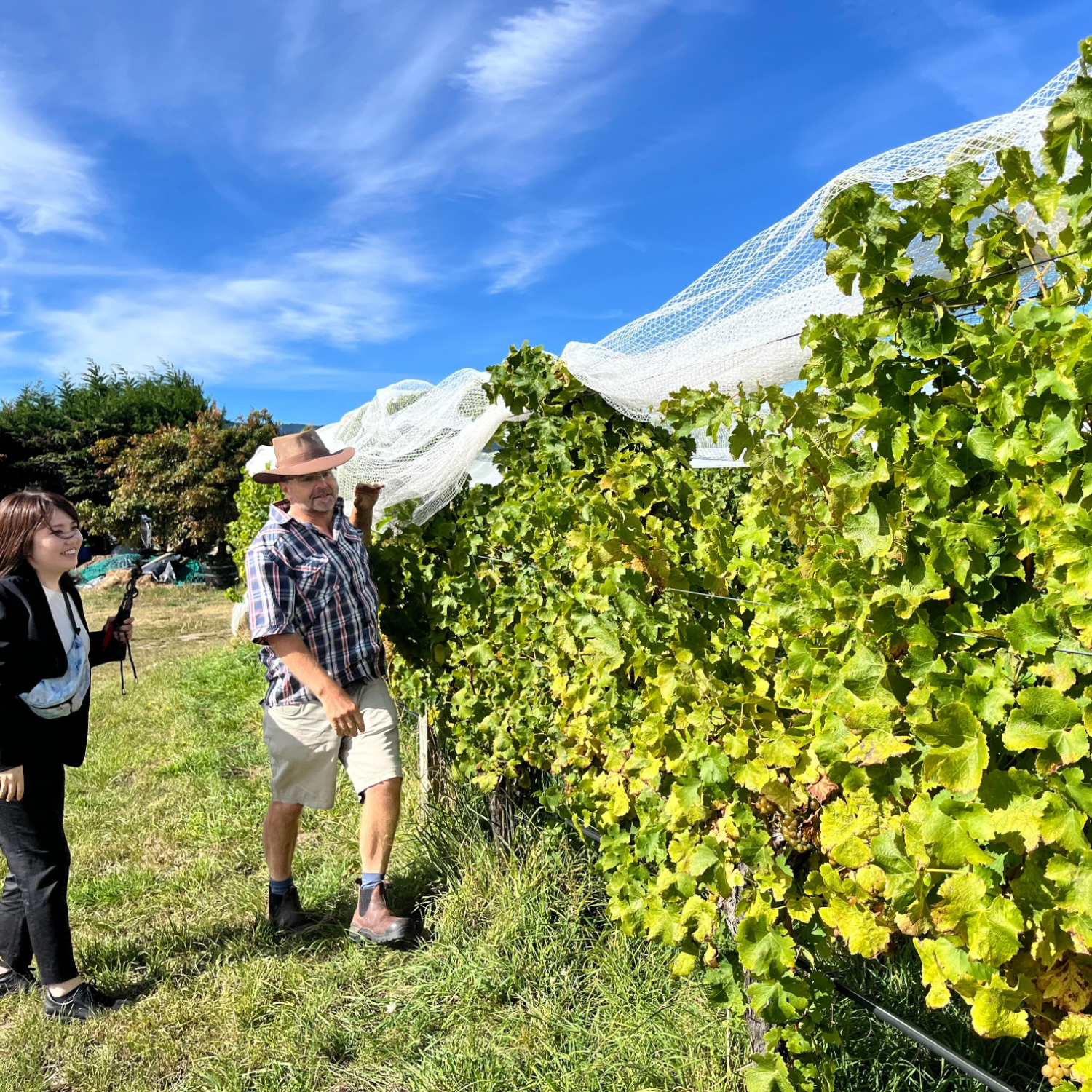 テ マニア シラー