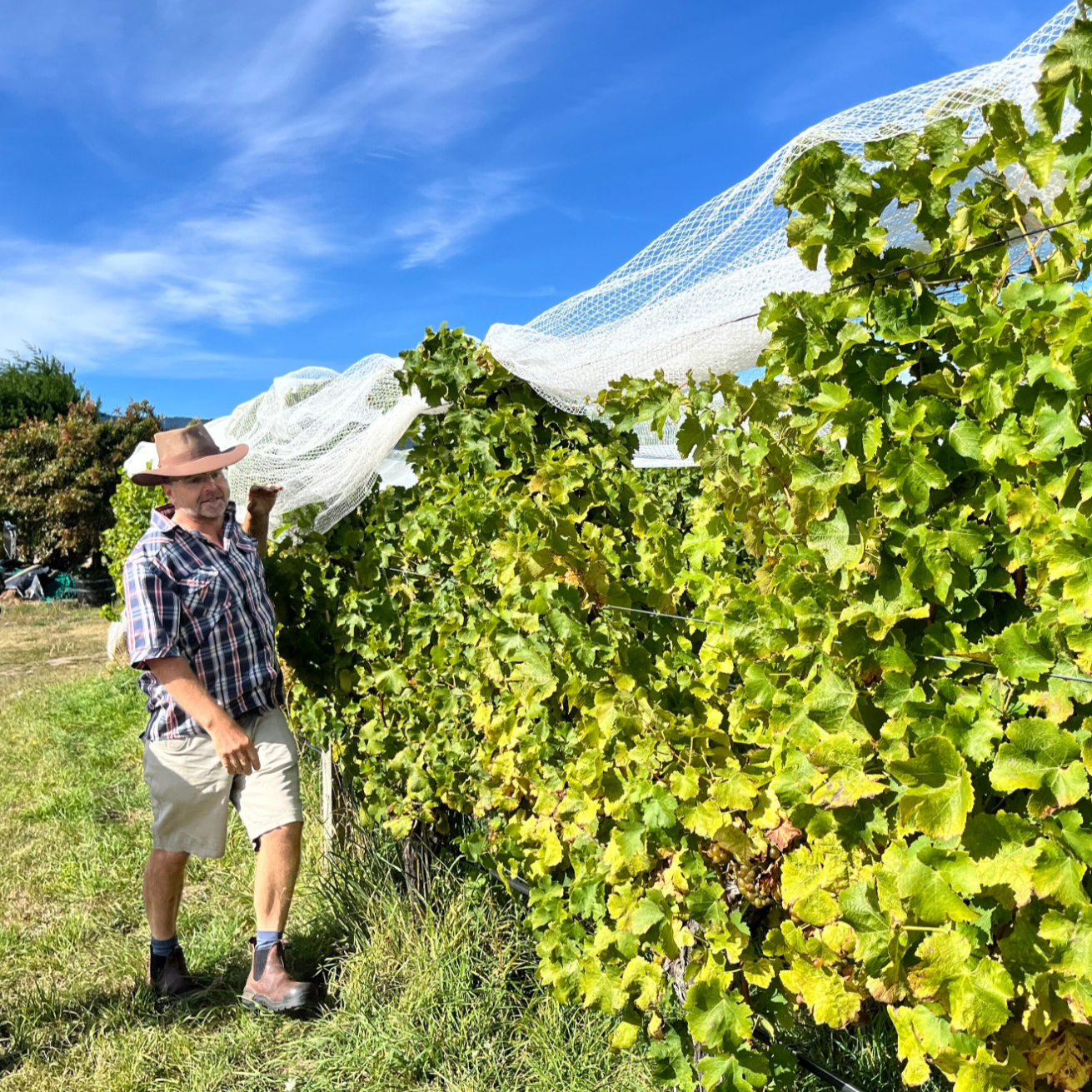 テ・マニア ソーヴィニヨン・ブラン
