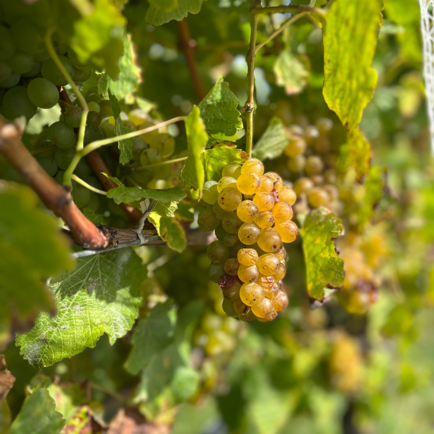 テ・マニア リースリング