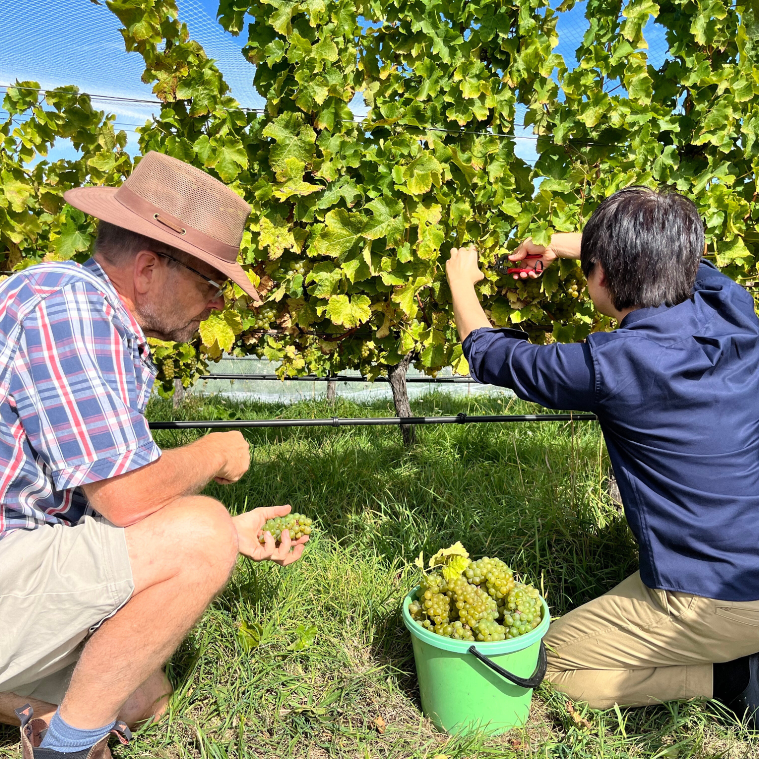 テ・マニア ソーヴィニヨン・ブラン