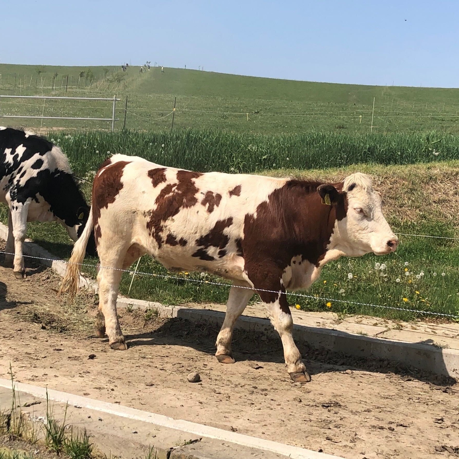 蔵直(R)日本チーズ「旨」(50g)【要クール便】