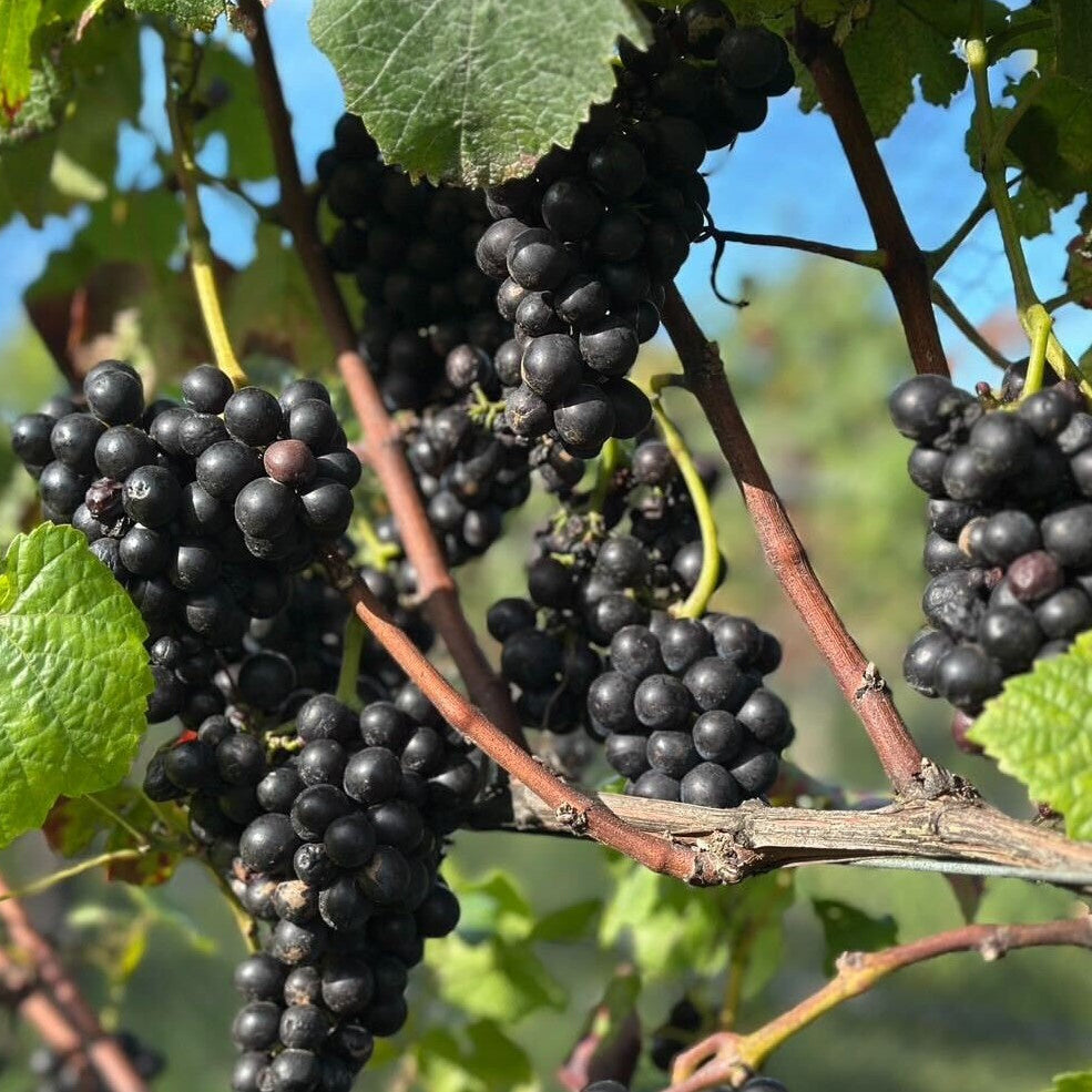 テ・マニア ロゼ