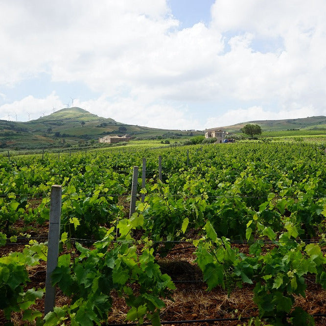 イタリア トーラ