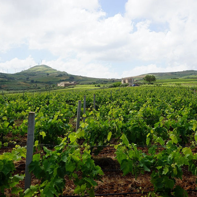 イタリア トーラ